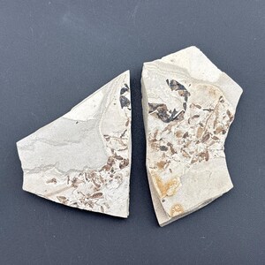 Flies - Fossil Plate - Pair