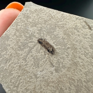 Roach - Fossil Plate