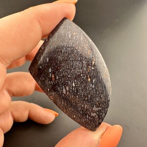Dinosaur Gem Bone - Polished Cabochon