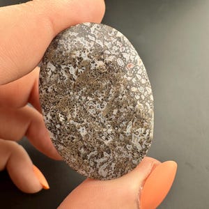Dinosaur Gem Bone - Polished Oval Cabochon