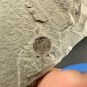 Rare Probable Scale Insect Fossil – Green River Formation Plate – Rio Blanco County, Colorado – Paleontology Specimen