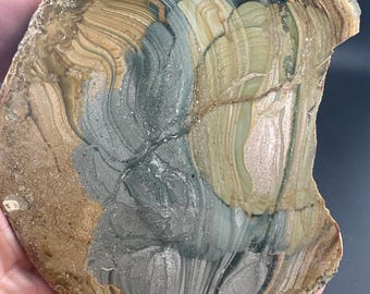 Blue Mountain Jasper - Rough Lapidary Slab - Polished - McDermitt, Oregon