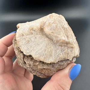 May include: A light brown, layered rock formation with a rough, textured surface. The top layer is lighter in color than the bottom layer. The rock is held in a hand against a dark background.