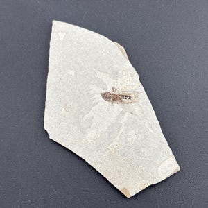 Cricket - Fossil Plate