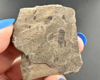 Cricket - Fossil Plate - Green River Formation - Rio Blanco County, Colorado
