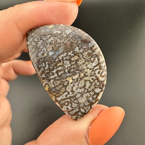 Dinosaur Gem Bone - Polished Cabochon
