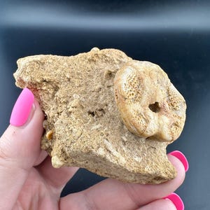May include: A light brown fossilized sea urchin rests on a piece of tan rock. The sea urchin has a circular shape with intricate patterns and a central hole. The rock has a rough, textured surface.