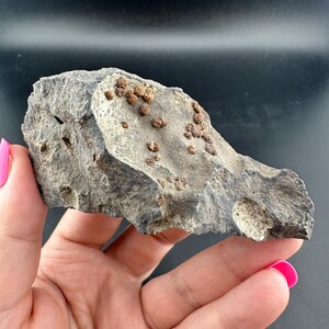 Può includere: Una roccia grigio scuro con una consistenza ruvida e piccole formazioni sferiche marroni sulla sua superficie. La roccia è tenuta in una mano con smalto rosa.
