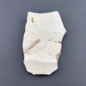 Seed - Fossil Plate - Professionally Repaired