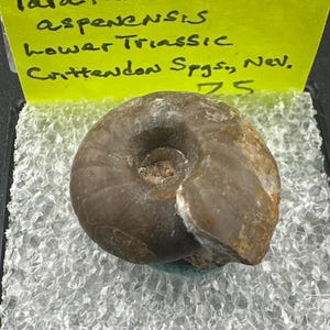 Paratanites, Aspenensis Thumbnail Crystal - Lower Triassic - Crittendon Springs, Nevada