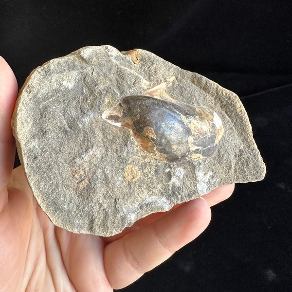 Clam Shell in Concretion - Display Fossil - Fox Hill Formation - South Dakota