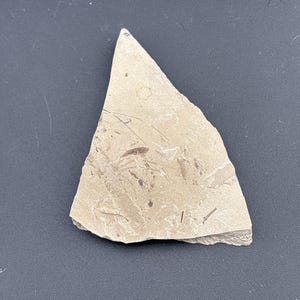 Spider - Fossil Plate