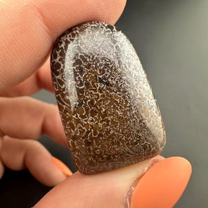 Dinosaur Gem Bone - Polished Cabochon