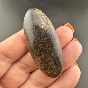 Dinosaur Gem Bone - Polished Oval Cabochon