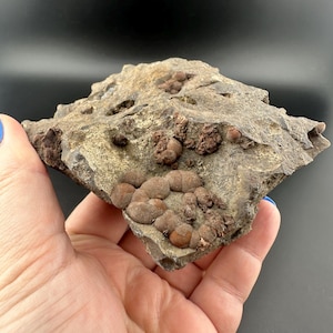 May include: A piece of rough, gray rock with several clusters of small, brown, rounded formations. The rock has a textured surface and is held in a hand against a dark background. The formations are clustered and appear to be mineral deposits.