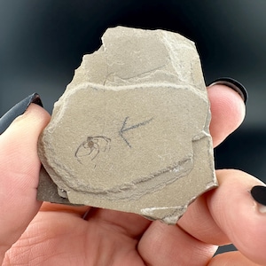 Spider - Fossil Plate