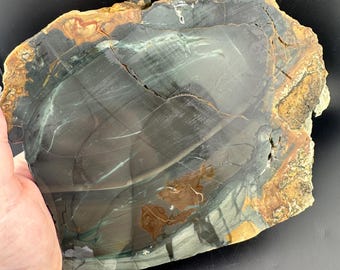 Orbicular Blue Mountain Jasper - Rough Lapidary Slab - Unpolished - McDermitt, Oregon