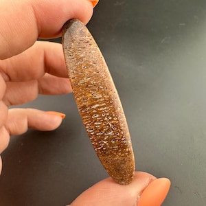 Dinosaur Gem Bone - Polished Oval Cabochon