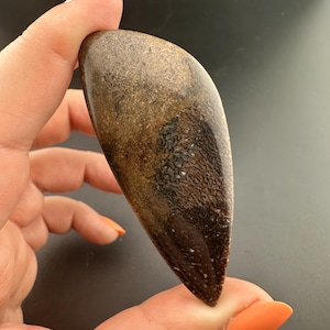 Dinosaur Gem Bone - Polished Cabochon