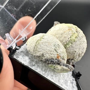 May include: Two light green and gray mineral specimens are displayed in a small, clear plastic case with a black frame. The minerals have a textured, granular appearance and are resting on a white, bubbly surface.