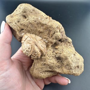 Echinoid Fossil - Lovenia woodsii - Miocene Age at 12 Million Years Ago - Beavineris, Victoria, Australia