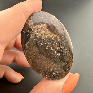 Dinosaur Gem Bone - Polished Oval Cabochon