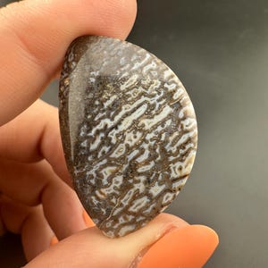 Dinosaur Gem Bone - Polished Cabochon