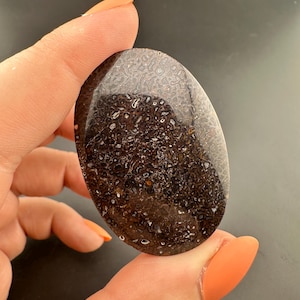 Dinosaur Gem Bone - Polished Oval Cabochon