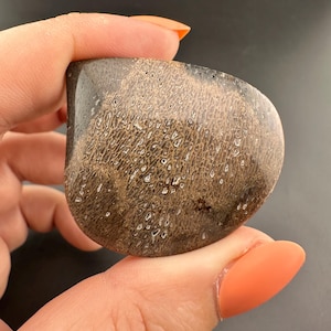 Dinosaur Gem Bone - Polished Cabochon