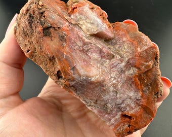 Colonial Coral Fossil - Hexagonalarid Replaced by Red Jasper
