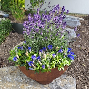 Könnte beinhalten: Ein runder, brauner Metalltopf mit Lavendel und blauen Blumen. Der Topf steht auf einem großen Stein in einem Garten, umgeben von Erde und Grünpflanzen.