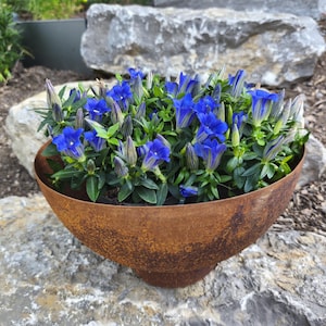 Könnte beinhalten: Ein verwitterter Metalltopf, gefüllt mit leuchtend blauen Blumen und grünen Blättern. Der Behälter steht auf einem großen, grauen Felsen und schafft eine natürliche Outdoor-Ästhetik. Die Blumen blühen.