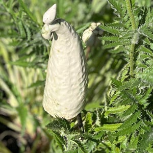 Könnte beinhalten: Ein cremefarbener Gartenstecker aus Keramik mit einer texturierten, länglichen, konischen Form und einem kleinen, spitzen Element an der Oberseite. Das Objekt ist auf einem dünnen Metallstab montiert und steht inmitten von grünem, gezacktem Laub.