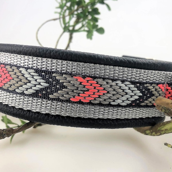 Dog collar anole