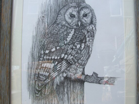 Oryginalny Tawny Sowa Rysunek