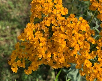 Mexican Tarragon Seeds (Tagetes lucida) - Organic, Medicinal herb, Perennial, attracts pollinators. All real & fresh seeds.