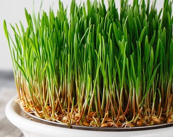 Wheatgrass Seeds (Triticum aestivum) - Organic, Medicinal herb, Perennial, attracts pollinators. All real & fresh seeds.