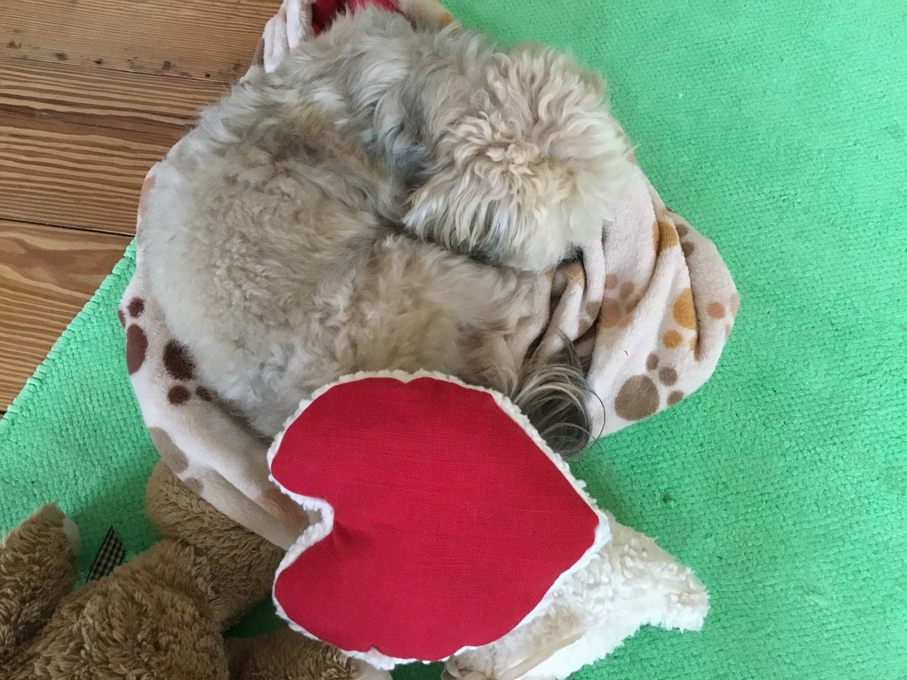 Hund/Katze Leinenkissen Katzenminze Spielzeugkissen für Hund Etsy