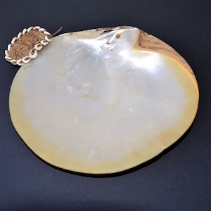 May include: A white seashell with a brown rim and a small, brown, circular ornament with white beads attached to the top.