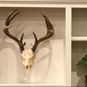 Clear European Pedestal Table top Display Stand Euro Whitetail Deer Antler mounting Rack Horns Skull Mount Displaying in your man room RNDEUR001