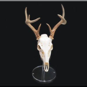 Clear European Pedestal Table top Display Stand Euro Whitetail Deer Antler mounting Rack Horns Skull Mount Displaying in your man room image 5