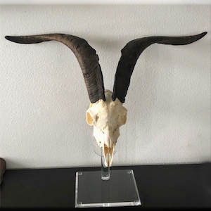 May include: A white animal skull with long, dark brown horns mounted on a clear acrylic stand. The skull is on a black surface.