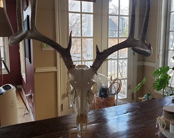 Clear European Style Pedestal Table top Display Stand Euro Whitetail Deer Antler mounting Rack Horns Skull Mount Displaying in your man room