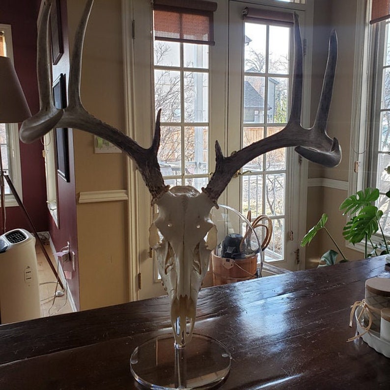 Clear European Pedestal Table top Display Stand Euro Whitetail Deer Antler mounting Rack Horns Skull Mount Displaying in your man room image 3