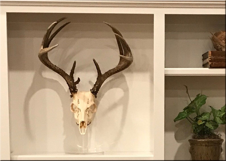 Clear European Pedestal Table top Display Stand Euro Whitetail Deer Antler mounting Rack Horns Skull Mount Displaying in your man room RNDEUR001