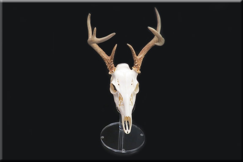 Clear European Pedestal Table top Display Stand Euro Whitetail Deer Antler mounting Rack Horns Skull Mount Displaying in your man room image 5