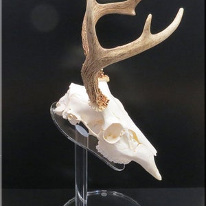 Clear European Pedestal Table top Display Stand Euro Whitetail Deer Antler mounting Rack Horns Skull Mount Displaying in your man room image 6