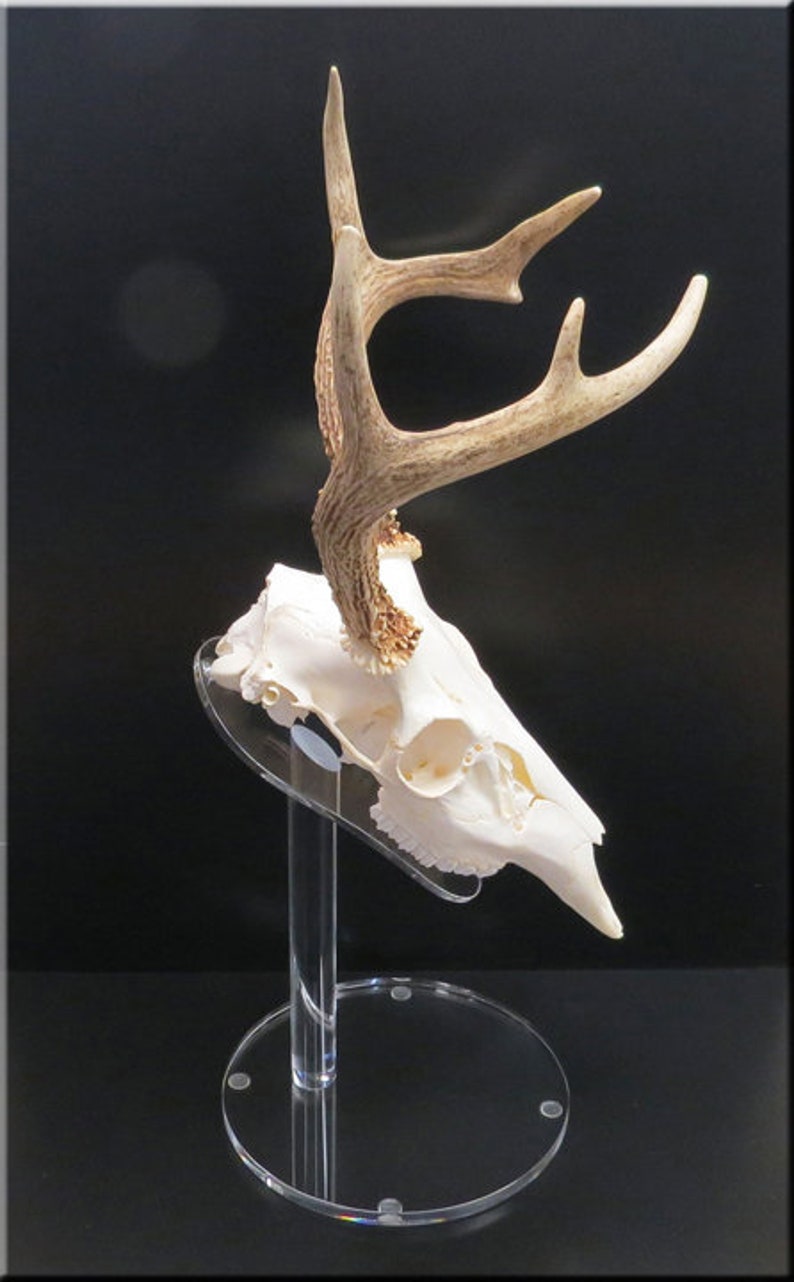 Clear European Pedestal Table top Display Stand Euro Whitetail Deer Antler mounting Rack Horns Skull Mount Displaying in your man room image 6