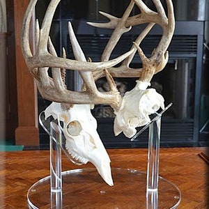Clear European Pedestal Table top Display Stand Euro Whitetail Deer Antler mounting Rack Horns Skull Mount Displaying in your man room image 4