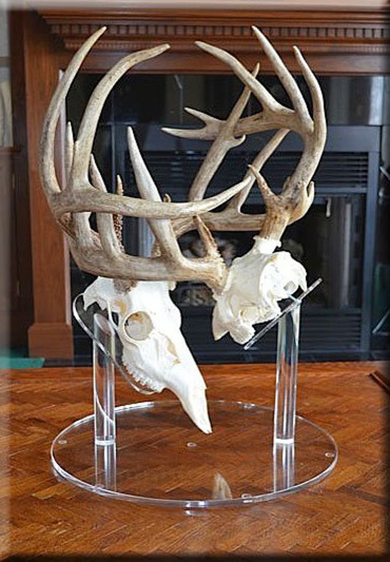 Clear European Pedestal Table top Display Stand Euro Whitetail Deer Antler mounting Rack Horns Skull Mount Displaying in your man room image 4